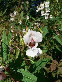 Vrabčí expedice, září 2006