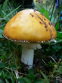 Vrabčí expedice, září 2006