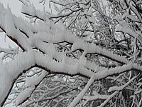 Jaráky 2007 (Doba Ledová)