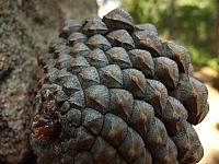 Korsika 2009: Takové obrovské šišky jsme tam měli