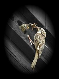 Šoupálek na Svratouchu 2008